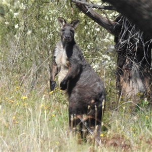 Osphranter robustus robustus (Eastern Wallaroo) at Kambah, ACT by HelenCross