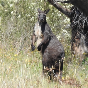 Osphranter robustus robustus at Kambah, ACT - 14 Jan 2025 11:02 AM