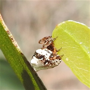 Phoroncidia sextuberculata (Six-knobbed Phoroncidia) at Kambah, ACT by HelenCross