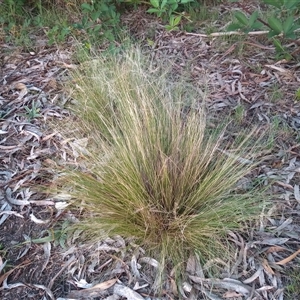 Nassella trichotoma (Serrated Tussock) at Tharwa, ACT by MichaelBedingfield