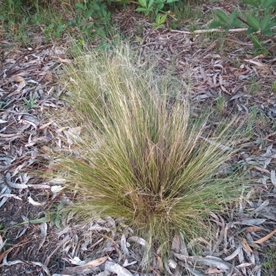 Nassella trichotoma (Serrated Tussock) at Tharwa, ACT - 14 Jan 2025 by MichaelBedingfield