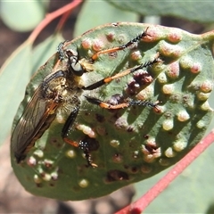 Neoscleropogon sp. (genus) (Robber fly) at Kambah, ACT - 14 Jan 2025 by HelenCross