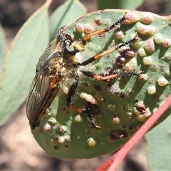 Neoscleropogon sp. (genus) at Kambah, ACT - 14 Jan 2025