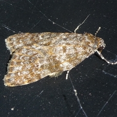 Parelictis saleuta (Mottled Footman) at Charleys Forest, NSW - 14 Jan 2025 by arjay