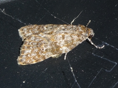 Parelictis saleuta (Mottled Footman) at Charleys Forest, NSW - 14 Jan 2025 by arjay