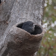 Callocephalon fimbriatum (Gang-gang Cockatoo) at Deakin, ACT - 5 Jan 2025 by LisaH