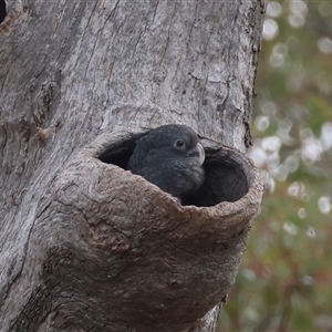 Callocephalon fimbriatum (Gang-gang Cockatoo) at Deakin, ACT by LisaH