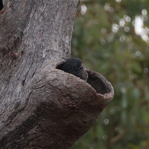 Callocephalon fimbriatum at Deakin, ACT - suppressed