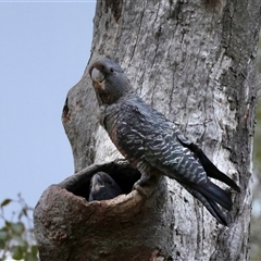 Callocephalon fimbriatum at Deakin, ACT - 5 Jan 2025