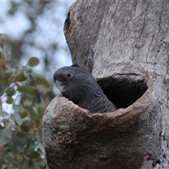 Callocephalon fimbriatum at Deakin, ACT - suppressed