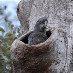 Callocephalon fimbriatum at Deakin, ACT - 5 Jan 2025