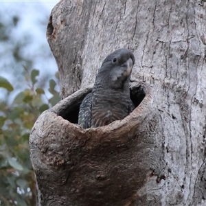 Callocephalon fimbriatum at Deakin, ACT - 5 Jan 2025