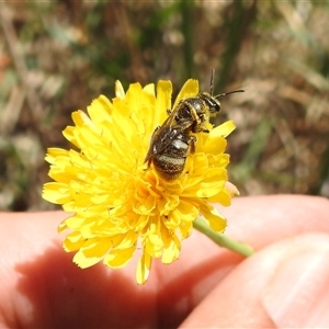 Lasioglossum (Chilalictus) sp. (genus & subgenus) (Halictid bee) at Kambah, ACT by HelenCross