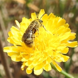 Lasioglossum (Chilalictus) sp. (genus & subgenus) at Kambah, ACT - 14 Jan 2025 12:15 PM