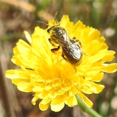 Lasioglossum (Chilalictus) sp. (genus & subgenus) at Kambah, ACT - 14 Jan 2025 12:15 PM