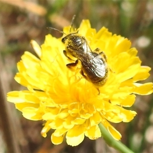 Lasioglossum (Chilalictus) sp. (genus & subgenus) at Kambah, ACT - 14 Jan 2025 12:15 PM