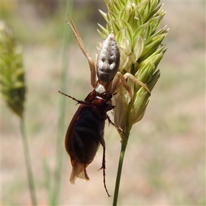 Thomisidae (family) at Kambah, ACT - 14 Jan 2025