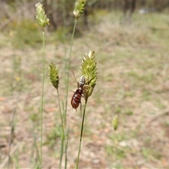 Thomisidae (family) at Kambah, ACT - 14 Jan 2025