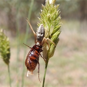 Thomisidae (family) at Kambah, ACT - 14 Jan 2025