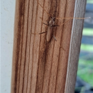 Agrianome spinicollis at Brownlow Hill, NSW by RandallG