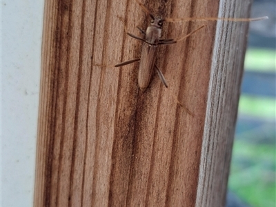 Cerambycinae (sub-family) (Round-necked Longhorn Beetles) at Brownlow Hill, NSW - 14 Jan 2025 by RandallG