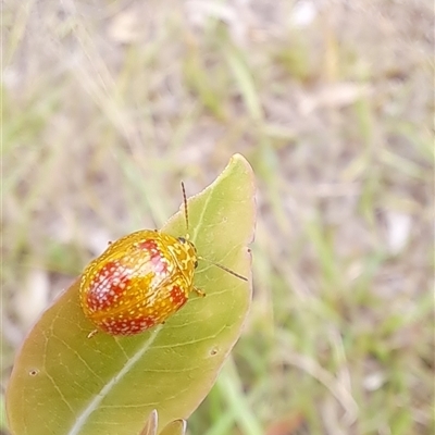 Paropsisterna fastidiosa (Eucalyptus leaf beetle) at Brownlow Hill, NSW - 14 Jan 2025 by RandallG