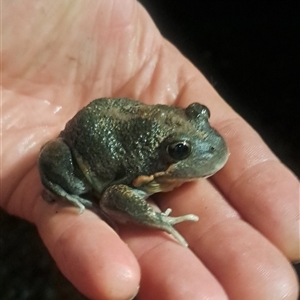 Limnodynastes dumerilii (Eastern Banjo Frog) at Tallong, NSW by RandallG