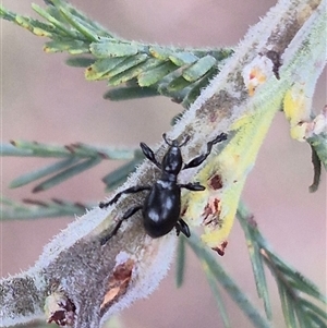 Rhynolaccus sp. (genus) at Bungendore, NSW - suppressed