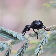 Rhynolaccus sp. (genus) at Bungendore, NSW - 14 Jan 2025