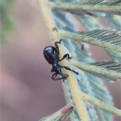 Rhynolaccus sp. (genus) at Bungendore, NSW - suppressed