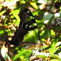 Graphium macleayanum (Macleay's Swallowtail) at Acton, ACT - 14 Jan 2025 by HelenCross