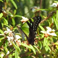 Graphium macleayanum at Acton, ACT - 14 Jan 2025