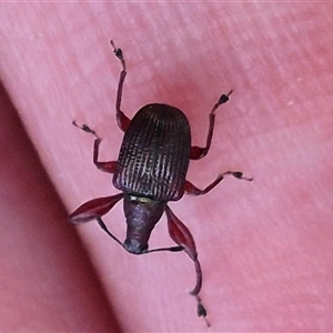 Euops sp. (genus) (A leaf-rolling weevil) at Bungendore, NSW by clarehoneydove