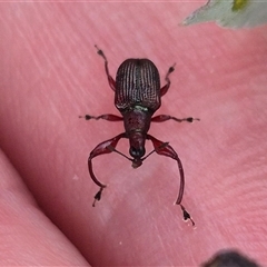 Euops sp. (genus) at Bungendore, NSW - 14 Jan 2025