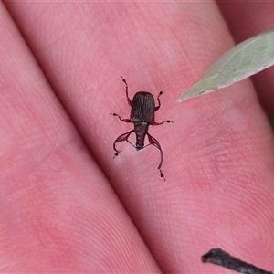 Euops sp. (genus) at Bungendore, NSW - 14 Jan 2025