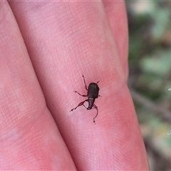 Euops sp. (genus) at Bungendore, NSW - 14 Jan 2025