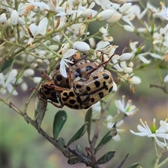 Neorrhina punctatum (Spotted flower chafer) at Bungendore, NSW - 14 Jan 2025 by clarehoneydove