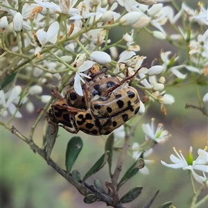 Neorrhina punctatum at Bungendore, NSW - suppressed