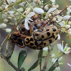 Neorrhina punctatum at Bungendore, NSW - suppressed