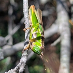 Bermius brachycerus (A grasshopper) at Kambah, ACT - 14 Jan 2025 by HelenCross