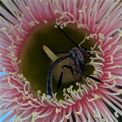 Gasteruption sp. (genus) (Gasteruptiid wasp) at Acton, ACT - 14 Jan 2025 by HelenCross