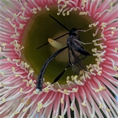 Gasteruption sp. (genus) at Acton, ACT - 14 Jan 2025 05:05 PM