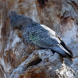 Callocephalon fimbriatum at Deakin, ACT - suppressed