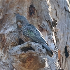 Callocephalon fimbriatum at Deakin, ACT - suppressed