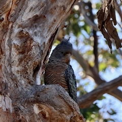 Callocephalon fimbriatum at Deakin, ACT - suppressed