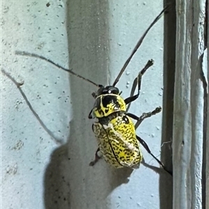 Aporocera (Aporocera) erosa (A leaf beetle) at Ainslie, ACT by Pirom