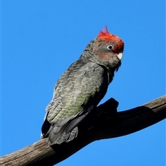 Callocephalon fimbriatum (Gang-gang Cockatoo) at Hughes, ACT - 12 Jan 2025 by LisaH