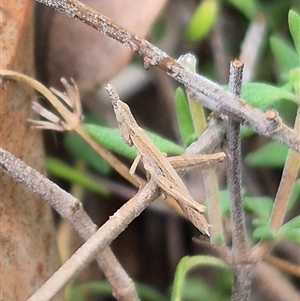 Keyacris scurra at Bungendore, NSW - suppressed