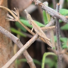 Keyacris scurra at Bungendore, NSW - suppressed