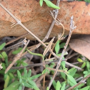 Keyacris scurra at Bungendore, NSW - suppressed